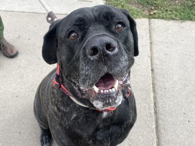 Hazel, Mastiff Mix, adult, available for adoption