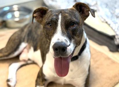Dumpling, American Pit Bull Terrier Mix, adult, available for adoption