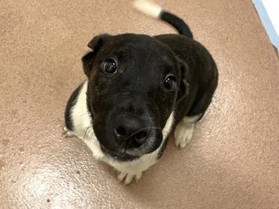 Gatorade, American Pit Bull Terrier Mix, puppy, available for adoption