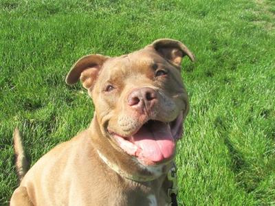 Bronx, American Pit Bull Terrier Mix, senior, available for adoption