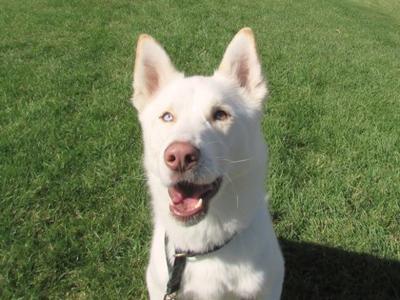 Clue, Siberian Husky Mix, adult, available for adoption