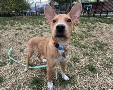 A small brown dog with white paws and a green leash standing on grass.