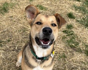 A happy brown and black dog with a green collar is sitting on dry grass, looking up with its mouth open and tongue out.