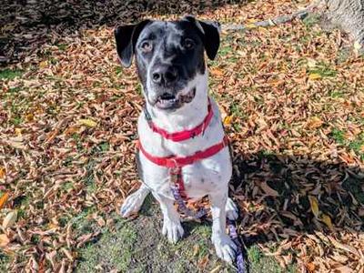 Rose, Australian Cattle Dog Mix, young, available for adoption