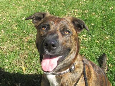 Addie, Dutch Shepherd Mix, adult, available for adoption