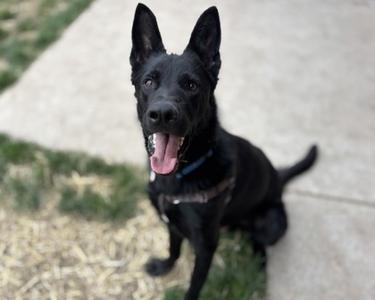 Jimbo, German Shepherd Dog Mix, young, available for adoption