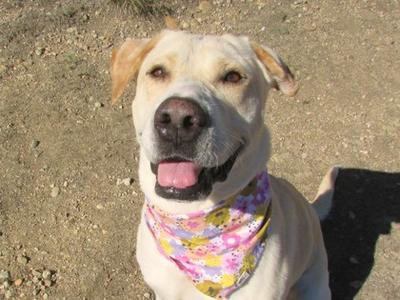 A happy yellow lab wearing a colorful bandana