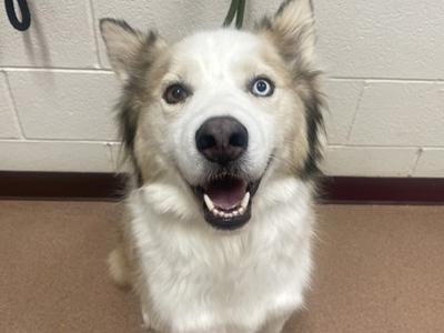 A close-up of a happy dog with white and brown fur, blue eyes, and a black nose, looking directly at the camera.