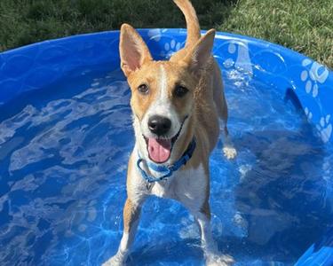 Annie, Australian Cattle Dog Mix, young, available for adoption