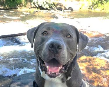 Pluto, American Pit Bull Terrier Mix, adult, available for adoption
