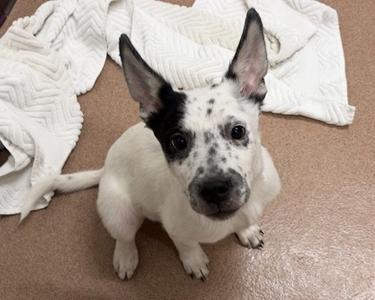 Salty Spitoon, Australian Cattle Dog Mix, puppy, available for adoption