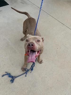 a brown dog on a leash