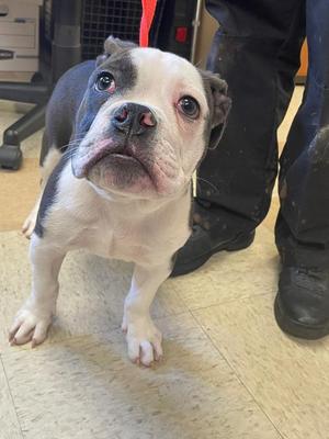 Pebbles, Boxer / English Bulldog, puppy, available for adoption
