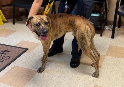 Nike, Boxer / Hound, young, available for adoption