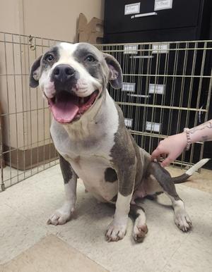 Buttons, Pit Bull Terrier, adult, available for adoption