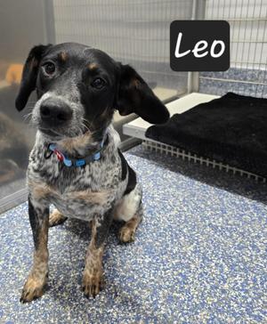 Leo, Hound / Cattle Dog, young, available for adoption