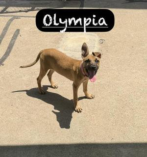 Olympia, Terrier, puppy, available for adoption