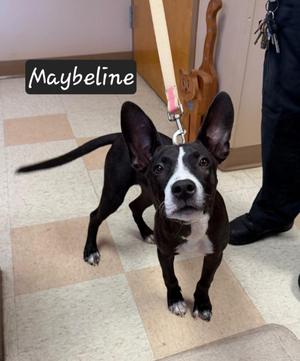 Maybeline, Pit Bull Terrier / Mixed Breed, puppy, available for adoption
