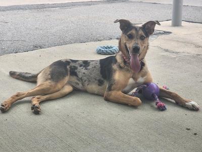 A dog with a black and tan coat, lying on a concrete surface, holding a purple toy in its mouth.