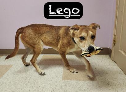 A brown dog named Lego is walking on a tiled floor, carrying a yellow and black object in its mouth. The background shows a purple wall and a door.