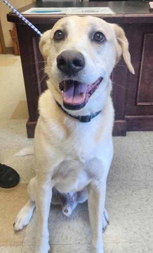 Teddy, Labrador Retriever, senior, available for adoption