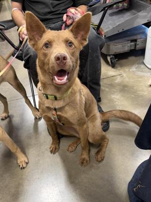 Kimi, Carolina Dog / Australian Kelpie, puppy, available for adoption