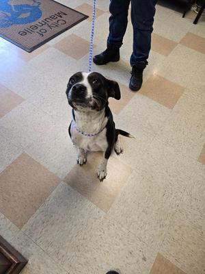 A black and white dog sitting on a tiled floor, looking up at the camera. The dog is wearing a blue collar and leash, and a person's legs are visible in the background.