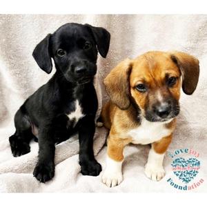 Bandit Litter, Dachshund, puppy, available for adoption