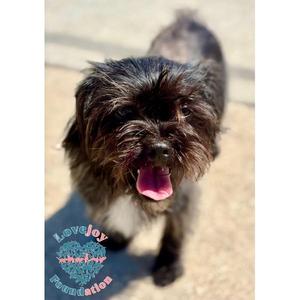 Dahlia COH, Shih Tzu, young, available for adoption