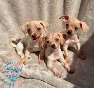 Three small puppies sitting on a gray blanket