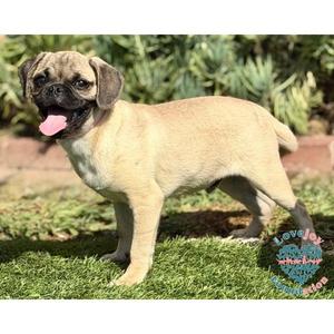 Cecil, Pug, puppy, available for adoption