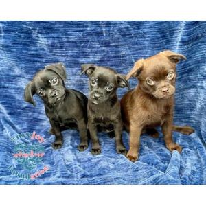 Doc, Chug, puppy, available for adoption
