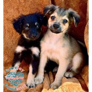 Chipmunks Litter, Maltipoo / Terrier, puppy, available for adoption