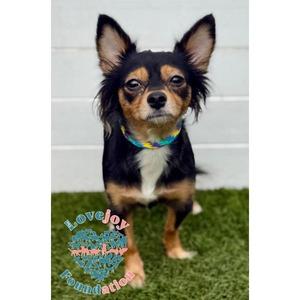Beebee COH, Papillon / Chihuahua, young, available for adoption