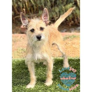 Canelo COH, Cairn Terrier / Border Terrier, adult, available for adoption