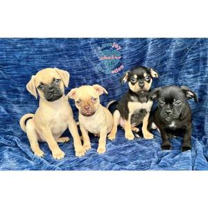 Bashful, Chug, puppy, available for adoption
