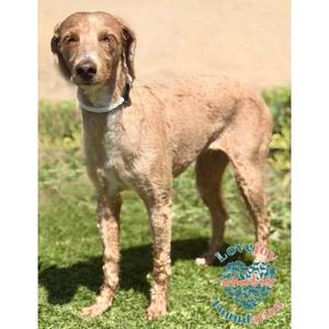 Cali CORB, Goldendoodle, adult, available for adoption
