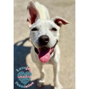 Cashew, Pit Bull Terrier, puppy, available for adoption