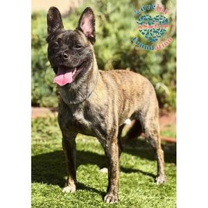 Bams COH, Shepherd, young, available for adoption