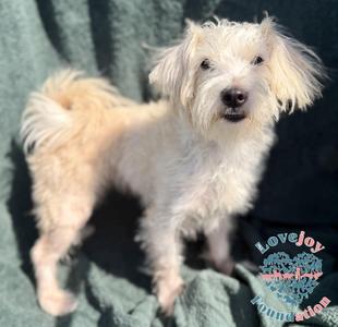 Baby, Maltese, young, available for adoption