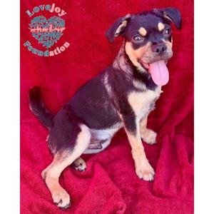 Bashful, Chug, puppy, available for adoption