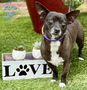 Bam Bam COH, Chihuahua, adult, available for adoption