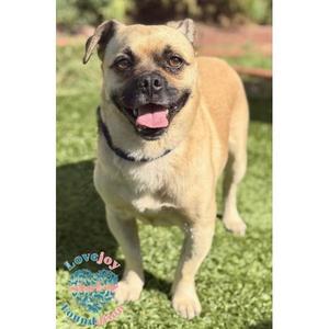 Bruno, Puggle, young, available for adoption