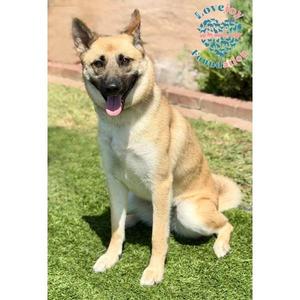 Azula, German Shepherd Dog / Belgian Shepherd / Malinois, young, available for adoption
