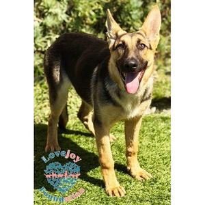 Charity COH, German Shepherd Dog, puppy, available for adoption
