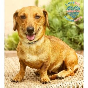 Bandit, Dachshund, young, available for adoption