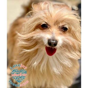 Bucky, Shih Tzu / Terrier, senior, available for adoption