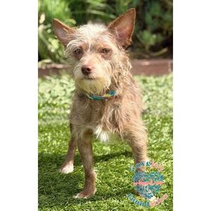 Charlie Brown RB, Terrier, young, available for adoption
