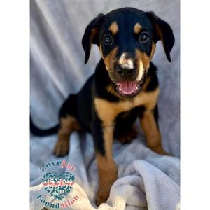 Bane COH, Rottweiler / Hound, puppy, available for adoption