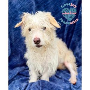 Chase COH, West Highland White Terrier / Westie / Norfolk Terrier, young, available for adoption